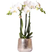 Planteda Kolibri Orchids | witte Phalaenopsis orchidee – Amabilis + Luxury sierpot zilver – potmaat Ø9cm – 40cm hoog | bloeiende kamerplant in bloempot - vers van de kweker