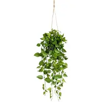 Kopu hangplant philodendron 75 cm macramé plantenhanger met pot
