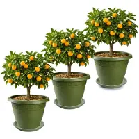 PlasticForte 3x plantenpot met opvang schaal - donkergroen - rond - D40 x H33 cm - kunststof - buiten - tuin - bloempot