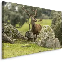 Karo-art Schilderij - Hert tussen de Rotsen, Premium Print, 5 maten