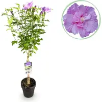 Green Boutiq - Tuinplant - Hibiscus syriacus Lavendor Chiffon - Plant op stam - Terras Plant - Bladverliezend - Weinig Onderhoud - Pot 19cm Hoogte 90cm