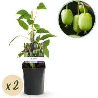 Green Boutiq - Fruitplant - Kiwi - Actinidia arguta Issai - Groene Vrucht - 2 planten - Pot 11cm Hoogte 40cm