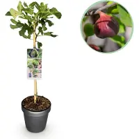 Green Boutiq - Tuinplant - Ficus carica Brown Turkey - Plant op stam - Terras Plant - Bladverliezend - Weinig Onderhoud - Pot 19cm Hoogte 90cm