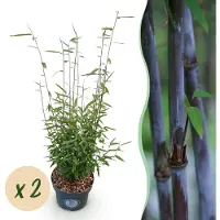 Green Boutiq - Grassen - Fargesia nitida Black Dragon - Niet Woekerende Bamboe - Bladhoudend - Groen - 2 Planten - Pot 23 cm - Hoogte 80 cm