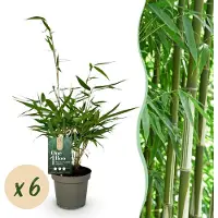 Green Boutiq - Bamboe - Fargesia robusta Pingwu - Bladhoudend - Niet Woekerend - Groen - 6 Planten - Pot 14cm - Hoogte 35cm