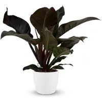 Green Boutiq - Kamerplant - Philodendron - Philodendron Imperial Red - Rood - Weinig onderhoud - 1 Plant - met Potter Wit - Pot 19cm - Hoogte 60cm