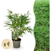 Green Boutiq - Bamboe - Fargesia rufa - Groen - 4 Planten - Bladhoudend - Niet Woekerend- Pot 17cm Hoogte 60cm