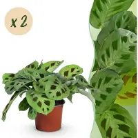 Green Boutiq - Kamerplant - Maranta Fascinator Kerchoveana - Gebedsplant - Huisdiervriendelijk - Groen - 2 Planten - Pot 12cm - Hoogte 30-35cm