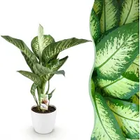 Green Boutiq - Kamerplanten - Diefenbachia Tropic Snow - Dieffenbachia - Weinig onderhoud - Groen - 1 Plant - met Potter Wit - Pot 21cm - Hoogte 90-100cm