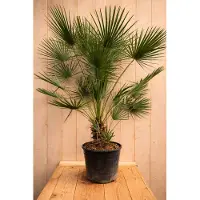Warentuin Collection Europese dwergpalm chamaerops humilis 170 cm