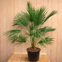 Warentuin Collection Europese dwergpalm chamaerops humilis 120 cm