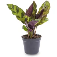Urbanjngl Calathea Lancifolia - Pauwenplant - Terrarium plant
