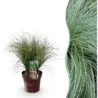 Green Boutiq - Siergrassen - Carex comans Frosted Curls - Groen - 1 Planten - Groenblijvend - Winterhard - Pot 17cm Hoogte 50cm
