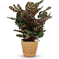Green Boutiq - Kamerplant - Pauwenplant - Calathea Makoyana - Groen - Weinig onderhoud - 1 Plant - met Mand - Pot 19cm - Hoogte 70cm