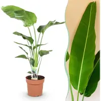 Green Boutiq - Kamerplanten - Strelitzia Nicolai - Paradijsvogelbloem - Weinig onderhoud - Groen - 1 Plant - Pot 21cm - Hoogte 110-120cm