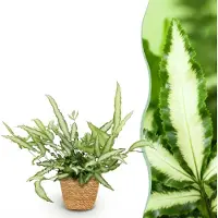 Green Boutiq - Kamerplant - Pteris cretica Albolineata - Lintvaren - Huisdiervriendelijke Plant - Groen - 1 Plant - met Mand - Pot 12cm - Hoogte 20cm