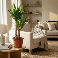 Green Boutiq - Kamerplant - Yucca (Palmlelie) - Yucca Elephantipes - Groen - Weinig onderhoud - 1 Plant - Pot 21cm - Hoogte 80 - 95cm