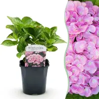 Green Boutiq - Hortensia - Hydrangea macrophylla Pink - Bloem Roze - 1 Plant - Bladverliezend - Weinig Onderhoud - Pot 17cm Hoogte 30cm