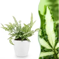 Green Boutiq - Kamerplant - Pteris cretica Albolineata - Lintvaren - Huisdiervriendelijke Plant - Groen - 1 Plant - met Potter Wit - Pot 12cm - Hoogte 20cm