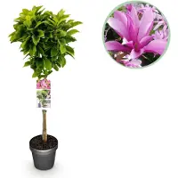 Green Boutiq - Plant op Stam - Magnolia Susan - Terras Plant - Bladverliezend - Winterhard - Roze Bloem - Pot 19cm Hoogte 90cm