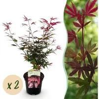 Green Boutiq - Terrasplant - Japanse Esdoorn - Acer palmatum Shaina - Rood - 2 Planten - Bladverliezend - Pot 19cm Hoogte 70cm