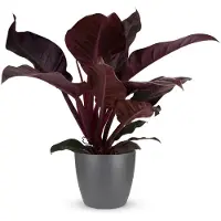Green Boutiq - Kamerplant - Philodendron - Philodendron Imperial Red - Rood - Weinig onderhoud - 1 Plant - met Potter Grijs - Pot 19cm - Hoogte 60cm