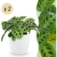 Green Boutiq - Kamerplant - Maranta Fascinator Kerchoveana - Zebraplant - Huisdiervriendelijke Plant - Groen - 2 Planten - met Potter Wit - Pot 12cm - Hoogte 25cm