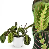 Green Boutiq - Kamerplant - Maranta Fascinator Tricolour - Gebedsplant - Huisdiervriendelijke Plant - Groen - 1 Plant - met Potter Wit - Pot 12cm - Hoogte 25cm