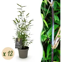 Green Boutiq - Bamboe - Fargesia Black Dragon - Bladhoudend - Niet Woekerend - Groen - 12 Planten - Pot 14cm - Hoogte 35cm