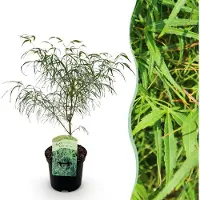 Green Boutiq - Terrasplant - Japanse Esdoorn - Acer palmatum Koto-no-ito - Groen - 1 Plant - Bladverliezend - Pot 19cm Hoogte 70cm