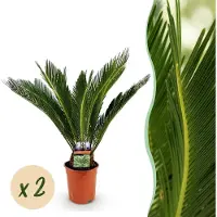 Green Boutiq - Kamerplant - Cycas revoluta - Palmvaren - Weinig onderhoud - Groen - 2 - Pot 17cm - Hoogte 55-65cm