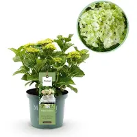 Green Boutiq - Terrasplant - Hortensia - Hydrangea Magical Nobless - Wit - 6-10 Bloemen - Pot 23cm Hoogte 55cm