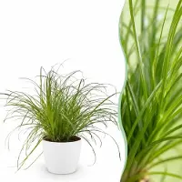 Green Boutiq - Kamerplant - Cyperus alternifolius Zumula - Kattengras - Huisdiervriendelijke Plant - Groen - 1 Plant - met Potter Wit - Pot 12cm - Hoogte 20cm