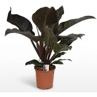 Green Boutiq - Kamerplant - Philodendron - Philodendron Imperial Red - Rood - Weinig onderhoud - 1 Plant - Pot 19cm - Hoogte 60cm