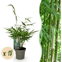 Green Boutiq - Bamboe - Fargesia robusta Pingwu - Bladhoudend - Niet Woekerend - Groen - 18 Planten - Pot 14cm - Hoogte 35cm