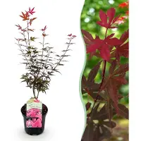 Green Boutiq - Terrasplant - Japanse Esdoorn - Acer palmatum Skeetsers Broom - Paars - 1 Plant - Bladverliezend - Pot 19cm Hoogte 70cm
