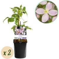 Green Boutiq - Klimplant - Clematis montana Rubens - Bloem Roze - Vroegbloeiend - Weinig onderhoud -2 planten - Pot 11cm Hoogte 40cm