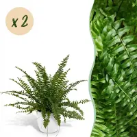 Green Boutiq - Kamerplant - Nephrolepsis exaltata Green Lady - Varen - Huisdiervriendelijke Plant - Groen - 2 Planten - met Potter Wit - Pot 12cm - Hoogte 25cm