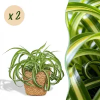 Green Boutiq - Kamerplant - Chlorophytum comosum Bonnie - Krullende Graslelie - Huisdiervriendelijke Plant - Groen - 2 Planten - met Mand - Pot 12cm - Hoogte 20cm