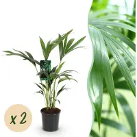 Green Boutiq - Kamerplant - Howea Forsteriana - Kentia Palm - Weinig Onderhoud - Groen - 2 planten - Pot 17cm - Hoogte 70-75cm