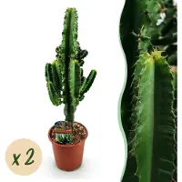 Green Boutiq - Kamerplant - Euphorbia eritrea - Afrikaanse melkboom - Cactus voor binnen - 2 planten - Pot 17cm - Hoogte 60cm