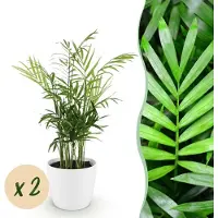 Green Boutiq - Kamerplant - Chamaedorea elegans - Goudpalm - Huisdiervriendelijke Plant - Groen - 2 Planten - met Potter Wit - Pot 12cm - Hoogte 15cm
