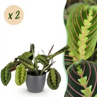 Green Boutiq - Kamerplant - Maranta Fascinator Tricolour - Gebedsplant - Huisdiervriendelijke Plant - Groen - 2 Planten - met Potter Grijs - Pot 12cm - Hoogte 25cm