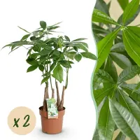 Green Boutiq - Kamerplanten - Pachira Aquatica multi stam - Geldboom - Weinig onderhoud - Groen - 2 Planten - Pot 17cm - Hoogte 50-55cm