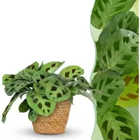 Green Boutiq - Kamerplant - Maranta Fascinator Kerchoveana - Zebraplant - Huisdiervriendelijke Plant - Groen - 1 Plant - met Mand - Pot 12cm - Hoogte 25cm