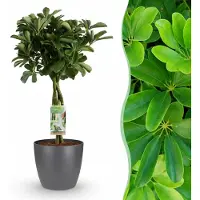 Green Boutiq - Kamerplant - Vingerplant - Schefflera Nora - Groen - Weinig onderhoud - 1 Plant - met Potter Grijs - Pot 21cm - Hoogte 70 - 80cm