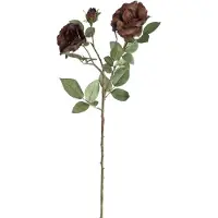 Ptmd Rose bloem purple spray 2flower 3buds with leaves
