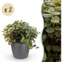 Green Boutiq - Kamerplant - Calissia repens - Kattengras - Huisdiervriendelijk - Groen - 2 Planten - met Potter Grijs - Pot 12cm - Hoogte 17-20cm