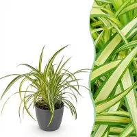 Green Boutiq - Kamerplant - Chlorophytum comosum Variegatum - Bonte Graslelie - Huisdiervriendelijke Plant - Groen - 1 Plant - met Potter Grijs - Pot 12cm - Hoogte 20cm