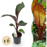 Green Boutiq - Fruitplant - Bananen plant - Ensete ventricosum Maurelli - Winterhard - 6 planten - Pot 17cm Hoogte 40cm